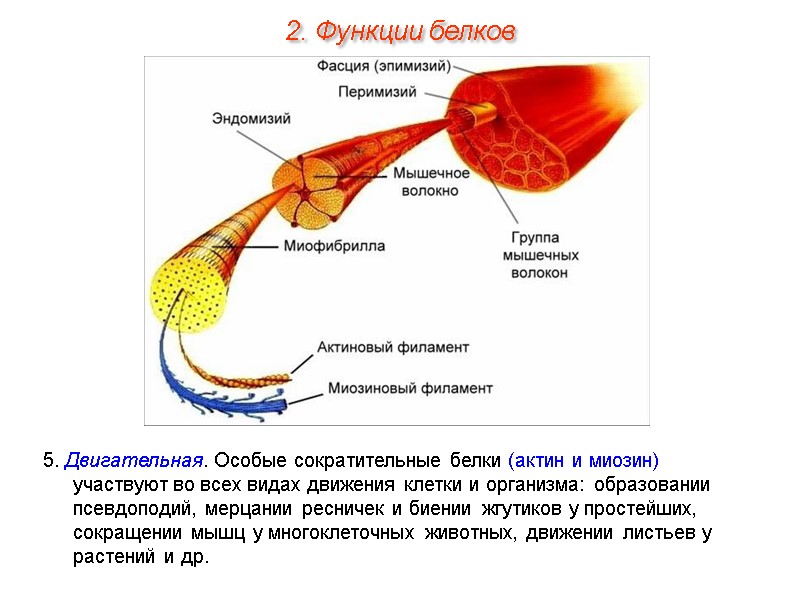 5. Двигательная. Особые сократительные белки (актин и миозин) участвуют во всех видах движения клетки
